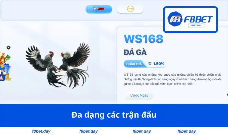 Đa dạng các trận đấu
